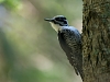 Laanerähn